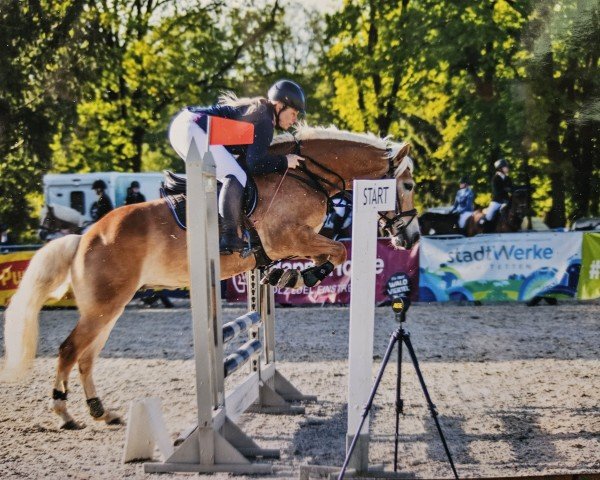 jumper Dioletta (Haflinger, 2020)