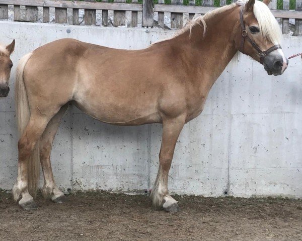 broodmare Fuschaira (Haflinger,  , from liz. 280/T Wolfgang)