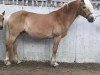 Zuchtstute Fuschaira (Haflinger,  , von liz. 280/T Wolfgang)