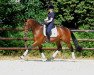 stallion Guardian 16 (Trakehner, 2010, from Imperio 3)