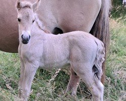 foal by Rurik vom Töster Grund (Fjord Horse, 2024, from Turbo Romeo N.2573)