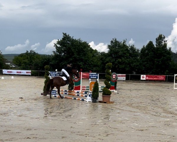 dressage horse Alisea 6 (Hessian Warmblood, 1999, from Alfuro)