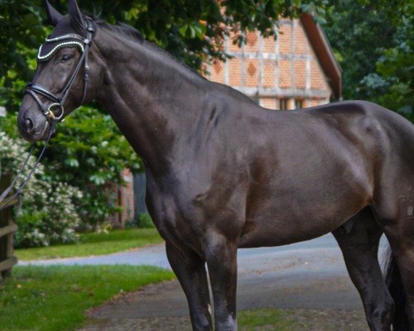 Dressurpferd Flying Dressage (Hannoveraner, 2018, von Fürsten-Look)