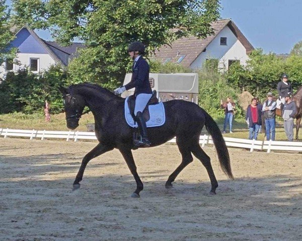 dressage horse Dantes Hexentanz GD (Hanoverian, 2018, from Dostojewski)