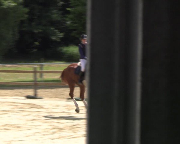 Reitturnier Oelde 2024