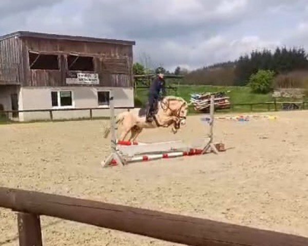 Zuchtstute Oakland's Fleur de Luxe (Deutsches Reitpony, 2010, von FS Champion de Luxe)