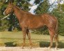 stallion Fayriland II AA (Anglo-Arabs, 1969, from Thailand AA)