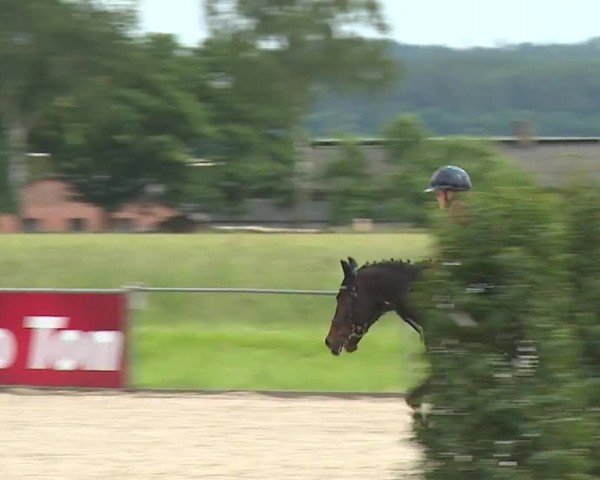 Reitturnier Rot am See- Musdorf 2024