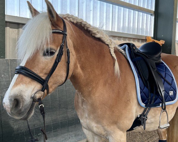 Zuchtstute Corena (Haflinger, 2007, von Wolfgang)