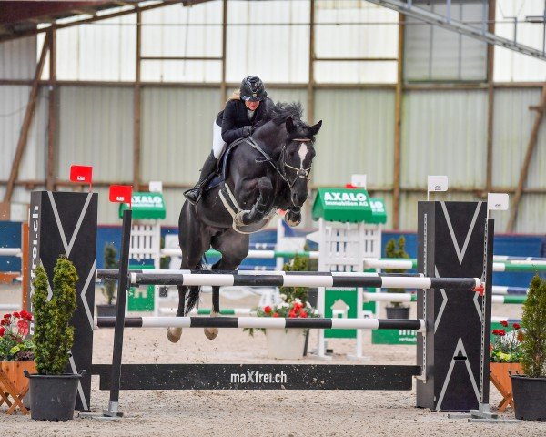 Springpferd Valencio L CH (Schweizer Warmblut, 2016, von Kannan Jd)