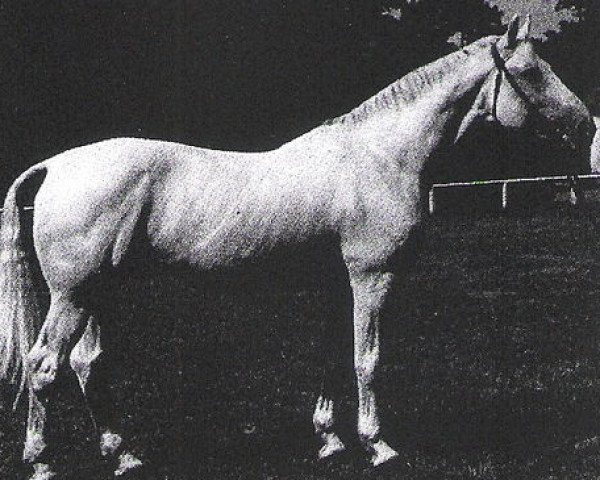 horse Kobold I (Brandenburg, 1974, from Komet)