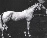 stallion Kobold I (Brandenburg, 1974, from Komet)