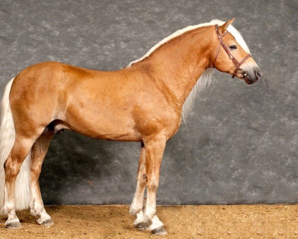 stallion Wolfgang (Haflinger, 2000, from Walzertakt)