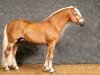 stallion Wolfgang (Haflinger, 2000, from Walzertakt)