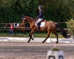 dressage horse Dream of Princess (Württemberger, 2003, from Day Dream)