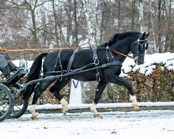 Deckhengst Lord Landi (Sächs.-Thür. Schweres Warmbl., 2019, von Loriot)