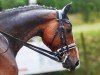 dressage horse Sir Romancier B (Hanoverian, 2017, from Sir Donnerhall I)