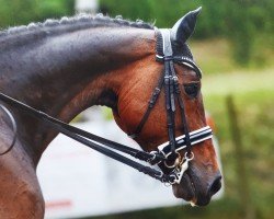 dressage horse Sir Romancier B (Hannoveraner, 2017, from Sir Donnerhall I)