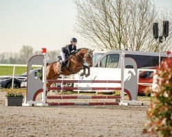 jumper Discessus Trust (German Riding Pony, 2015, from Da Capo)