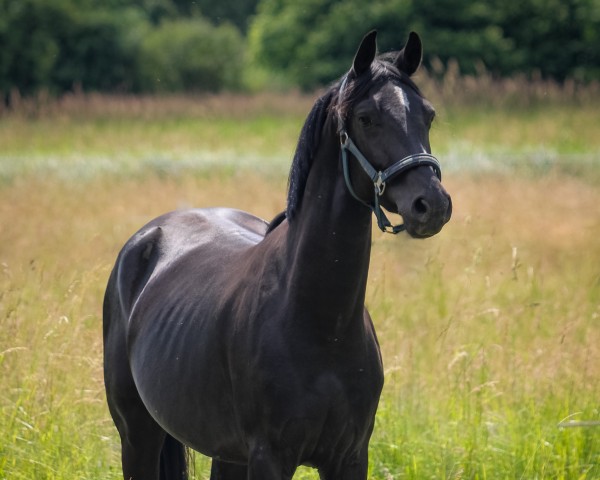 dressage horse Hip Hop (German Riding Pony, 2021, from Holsteins Highlight)