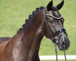 dressage horse Bernay's Bonbon (German Sport Horse, 2015, from Bernay)