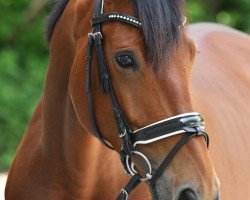 dressage horse Made in Germany 6 (German Warmblood, 2018, from Methusalem)