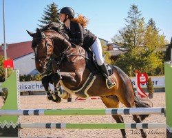 jumper Graziano 131 (Hanoverian, 2013, from Graf Top)