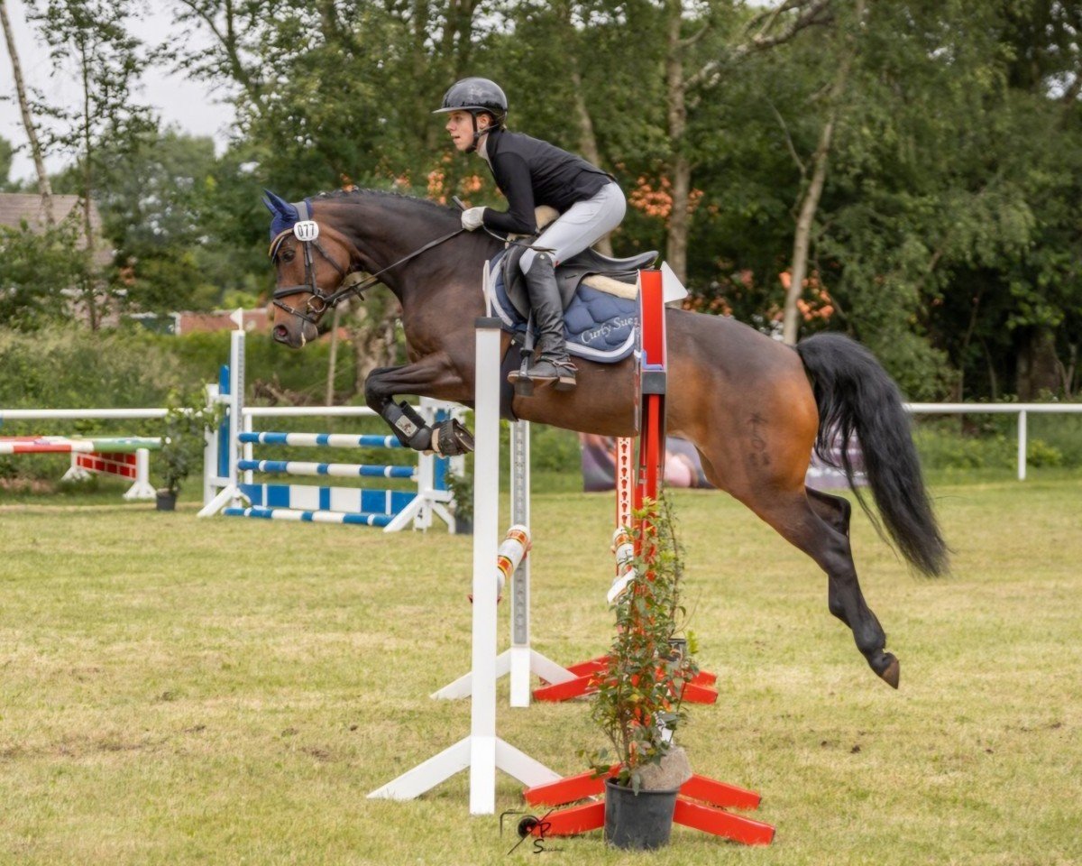 dressage horse Abendstern (German Riding Pony, 2017, from Calido G)