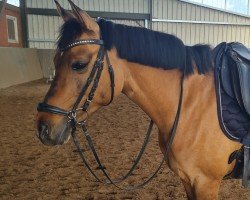 dressage horse Steendieks Mona Dalai (German Riding Pony, 2014, from Steendieks Morgensterns Dalai)