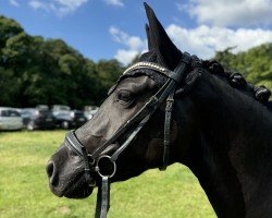 dressage horse Galileo 162 (Westphalian, 2020, from Golden Grey NRW)