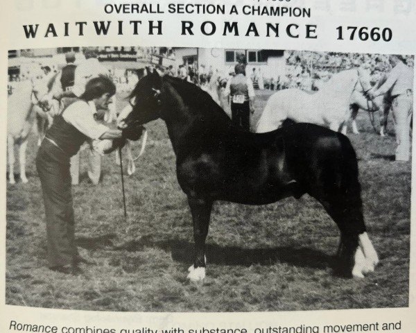 Deckhengst Waitwith Romance (Welsh Mountain Pony (Sek.A), 1976, von Haybury Russet)