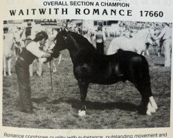 stallion Waitwith Romance (Welsh mountain pony (SEK.A), 1976, from Haybury Russet)