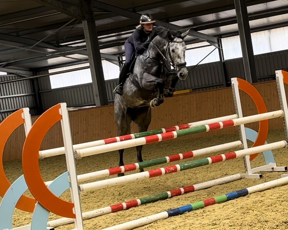 jumper Cristal Clear Z (Zangersheide riding horse, 2018, from Cornet Obolensky)