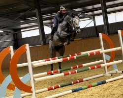 jumper Cristal Clear Z (Zangersheide riding horse, 2018, from Cornet Obolensky)