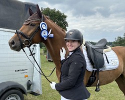 dressage horse Defoe 6 (Oldenburg, 2018, from Desperado)