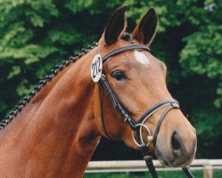 broodmare Rheia (Trakehner, 1996, from Partout)