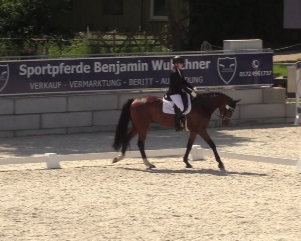 Reitturnier Dorfchemnitz 2024