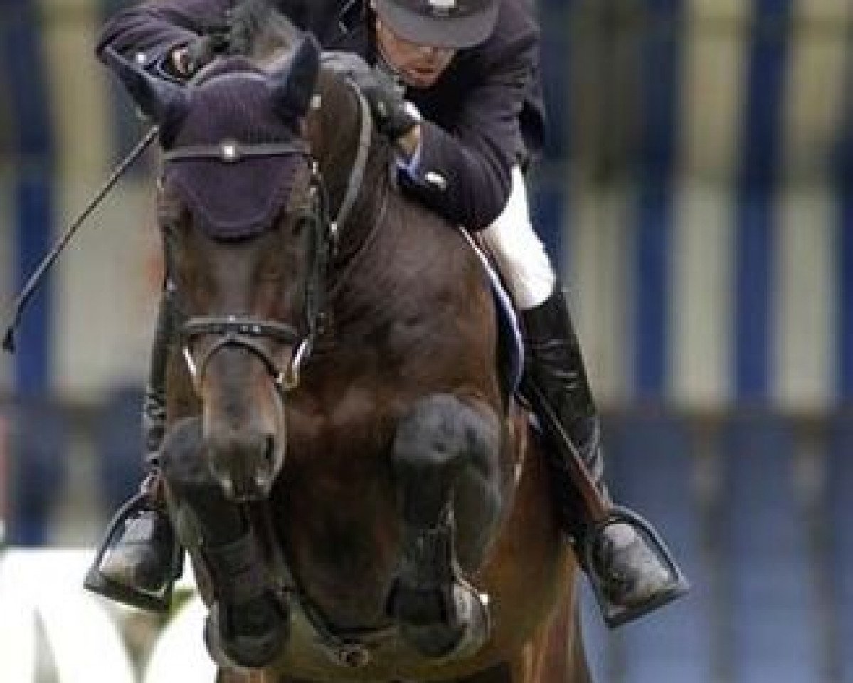 stallion Solitair (KWPN (Royal Dutch Sporthorse), 1999, from Voltaire)