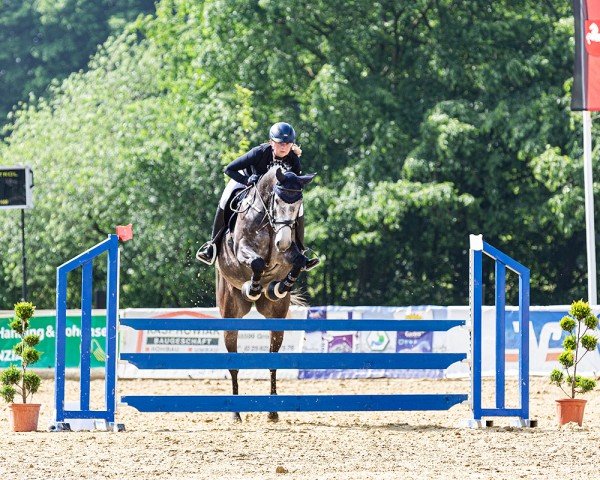 jumper Cleo 279 (Oldenburg show jumper, 2019, from Cowaldsky)