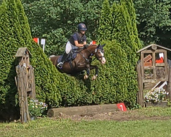 jumper Joy van de Haestrecht (Welsh-Pony (Section B), 2016, from Bekveld's Dave)