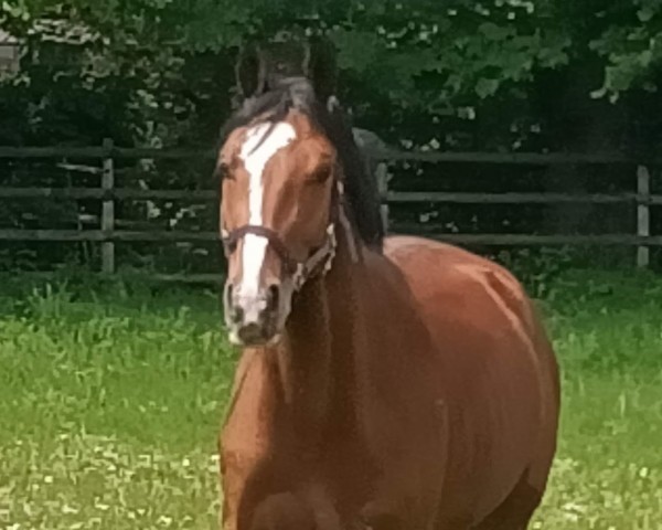 Springpferd Caspyan (Hannoveraner, 2021, von Casino Berlin OLD)