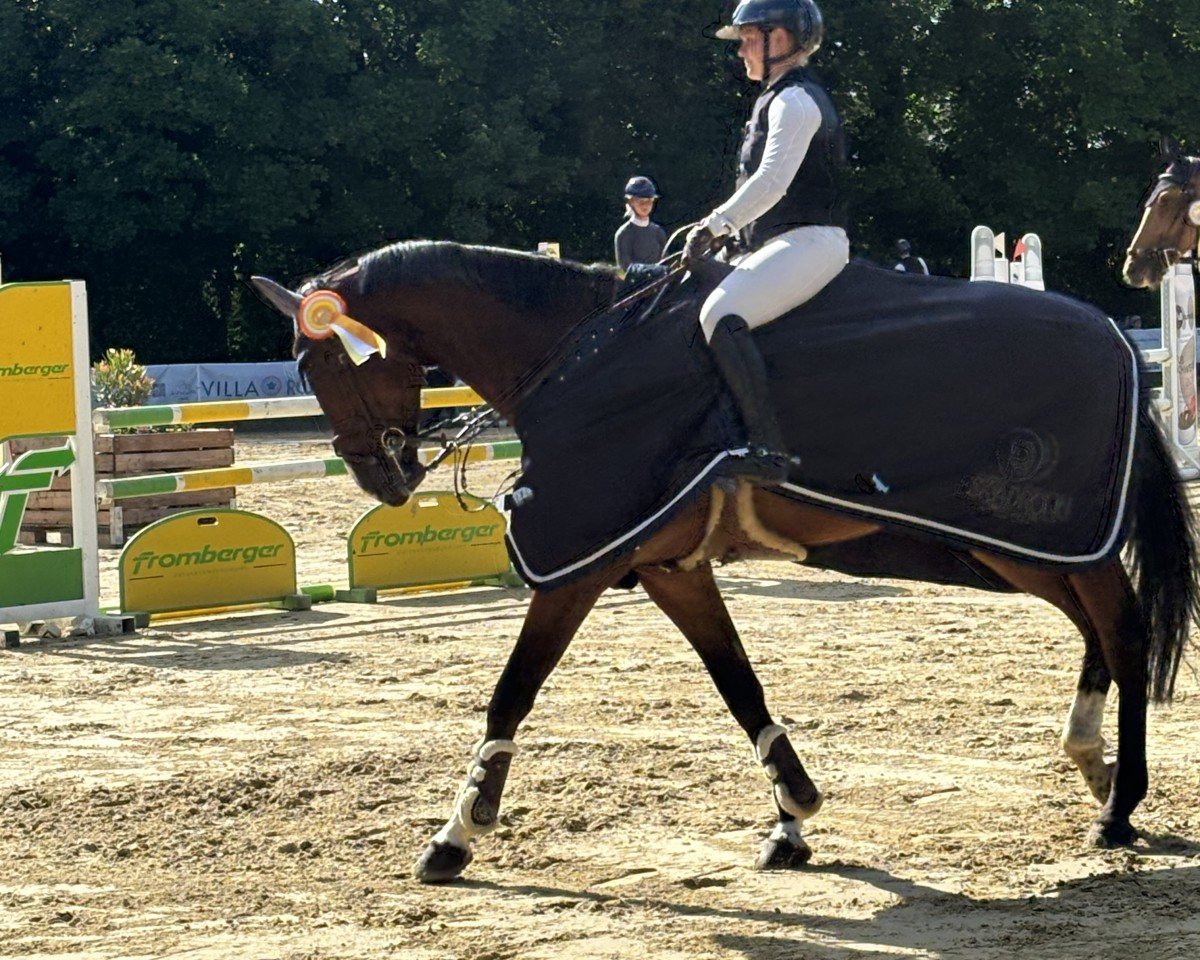 jumper Burschi 22 (Hanoverian, 2016, from Blockbuster)