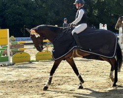 jumper Burschi 22 (Hanoverian, 2016, from Blockbuster)