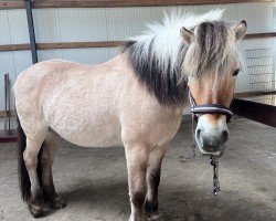 horse Ariska (Fjord Horse, 2004, from Reitze)