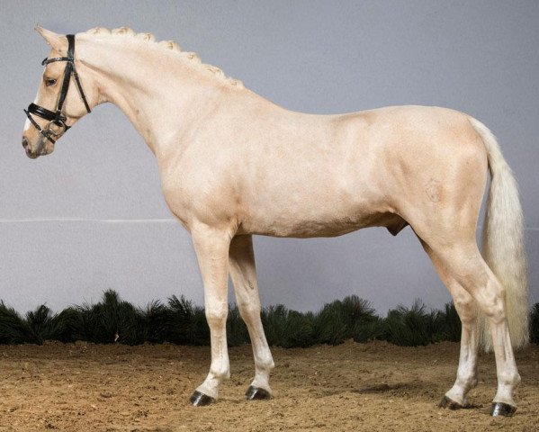 stallion Global Player At (German Riding Pony, 2010, from HET Golden Dream)