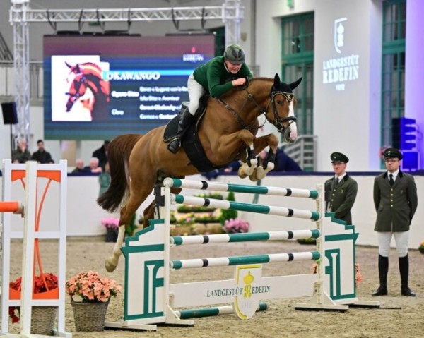 stallion Okawango (Oldenburg show jumper, 2018, from Ogano Sitte)