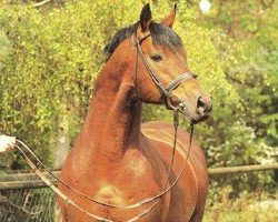 stallion Varus (Hanoverian, 1975, from Vollkorn xx)