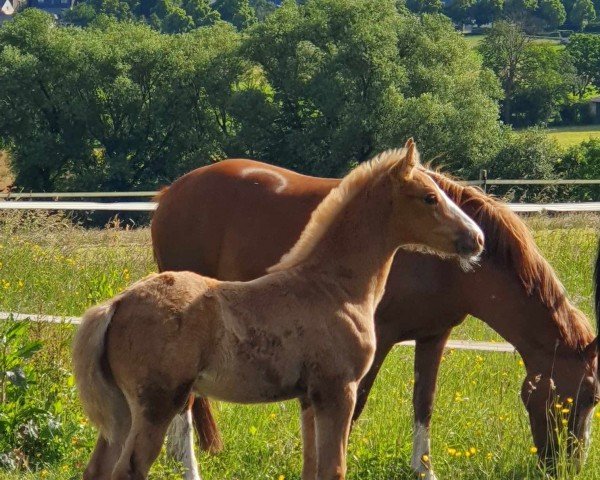 foal by RM Goldcrunch (German Riding Pony, 2024, from Gold Design)