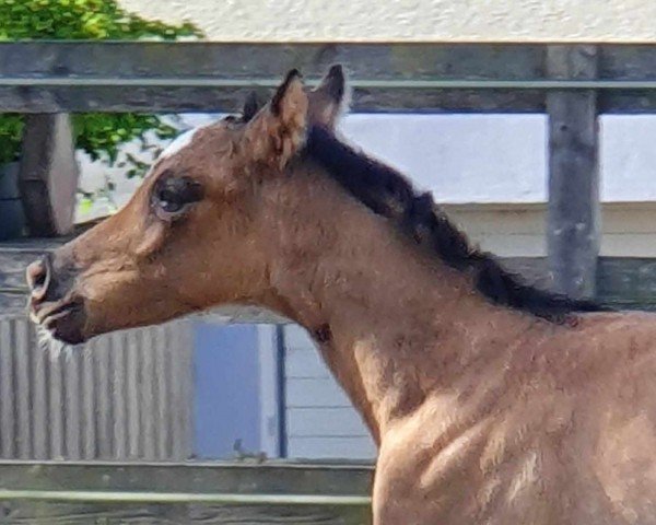 foal by RM Game of Thrones (German Riding Pony, 2024, from Gold Design)