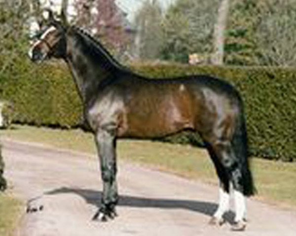 stallion Gratianus (Westphalian, 1992, from Grannus)